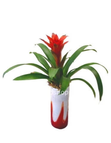 Pianta di guzmania con vaso dedicato.