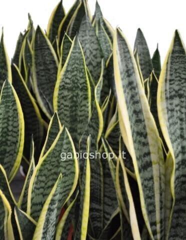 Pianta di sansevieria h. 45