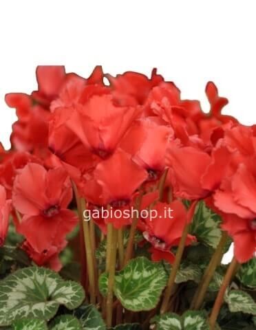 vaso ciclamino vaso in coccio