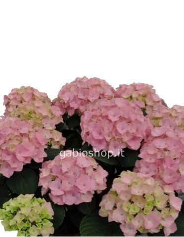 ortensia vari colori