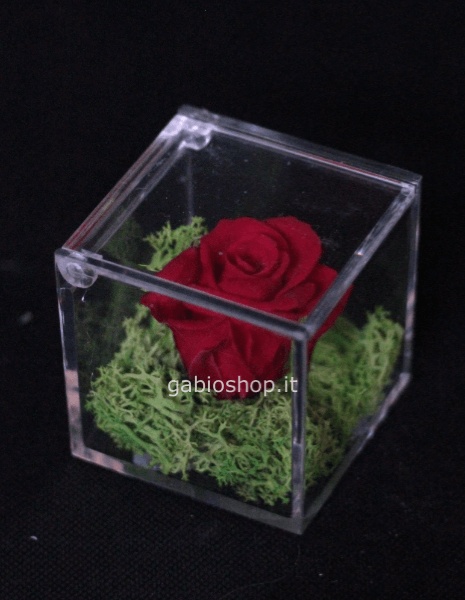 rosa rossa stabilizzata 