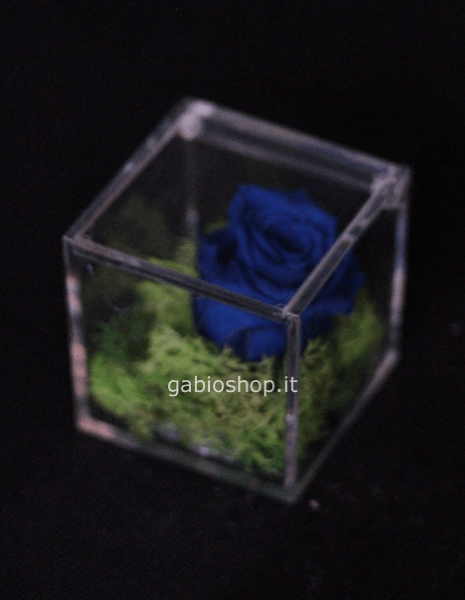 rosa blu stabilizzata 6x6