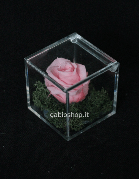 rosa rosa stabilizzata