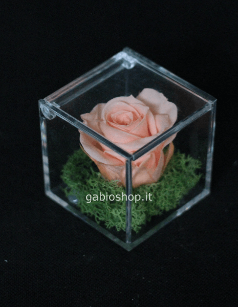 rosa stabilizzata in plexiglass 6x6