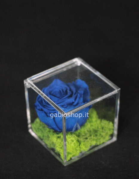 rosa blu stabilizzata 8x8