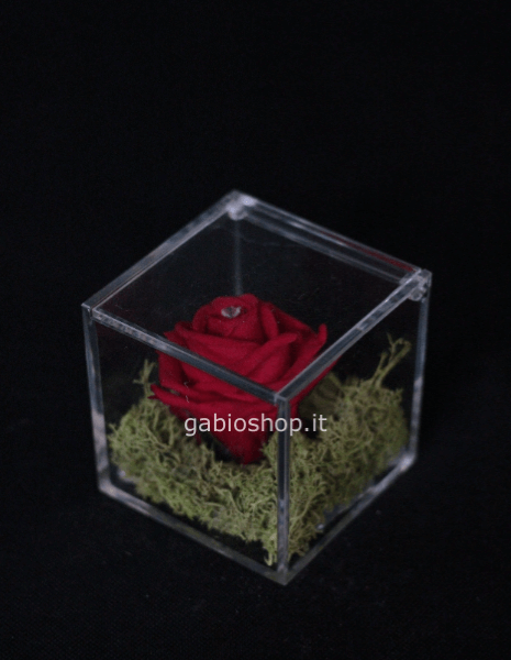 rosa rossa stabilizzata 8x8
