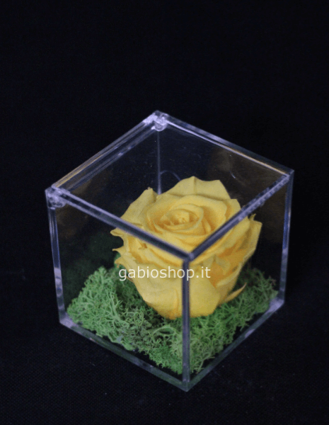 rosa gialla stabilizzata 8x8