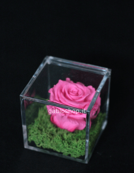 rosa fuxia stabilizzata 