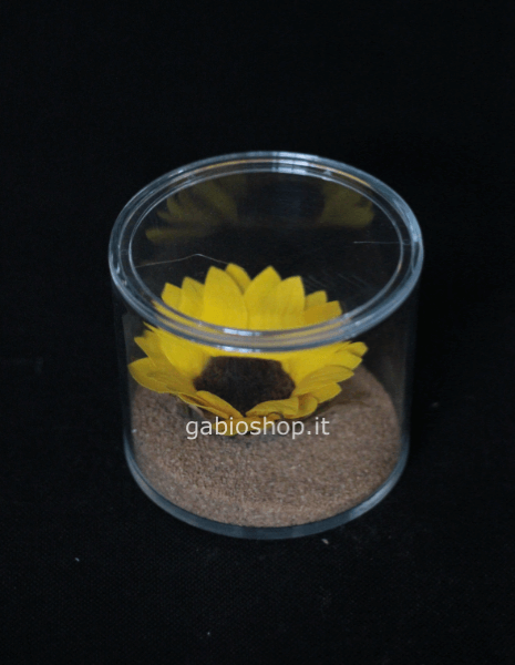 girasole stabilizzato