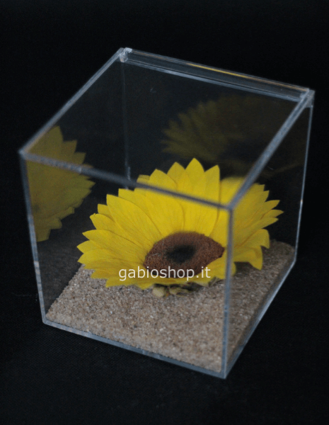 girasole stabilizzato 12 x 12