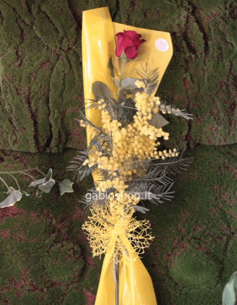 1 rosa rossa explorer  con mimosa